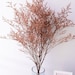 see more listings in the dried grass/ branches section