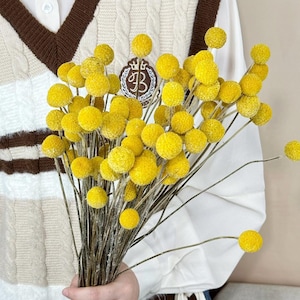 Billy balls essiccate naturali, steli di fiori di Craspedia essiccati, piante naturali, composizioni floreali essiccate, billy balls per vasi, decorazioni per la casa/matrimoni