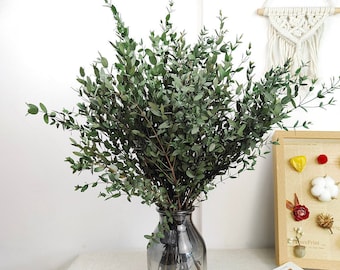 Eucalipto parvifolia conservado, racimo de hojas de eucalipto seco, arreglo floral, decoración del hogar, relleno de jarrón, decoración de bodas, suministro artesanal de bricolaje