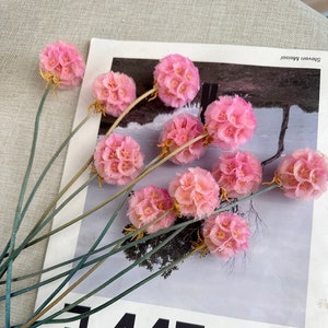 10 pcs pink dried Preserved  Scabiosa Pods Balls,    natural plant ，vase fillers, DIY handmade, home decoration, wedding decoration