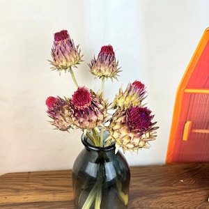 1/2/5 Stück natürliche afrikanische Tyrannen Blume, getrocknete Protea Blume, Vasenfüller, DIY Blumenarrangement, Boho Wohnkultur, Hochzeit Blumendekor