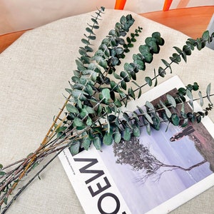 preserved red /greeneucalyptus branches，dried flower for vase filler，flower arrangement，home decor，wedding eucalyptus decor
