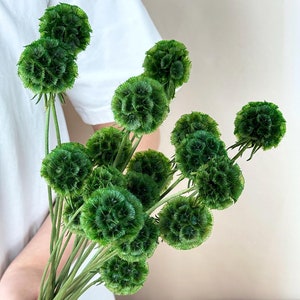 10 pcs dark  green dried Scabiosa Pod, natural flowers balls, Natural plants，dried flower arrangement, vase filling, home/wedding  decor
