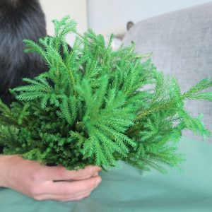 May include: A person holding a bunch of green pine-like branches. The branches are thick and bushy, with a soft, feathery texture.