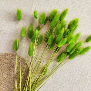 4 color dried Bunny tail grass ,natural  lagurus ovatus grass，dried grass bunch， flower arrangement， vase filler，DIY craft supply，home decor