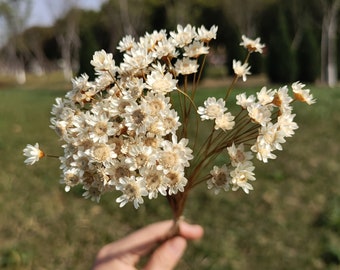 50/100 dried mini daisy flowers，16” mini star flowers ，dried flowers arrangement，craft materials for resin jewelry，bouquet，home decor