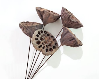 May include: A bouquet of dried lotus pods with brown stems on a white background.