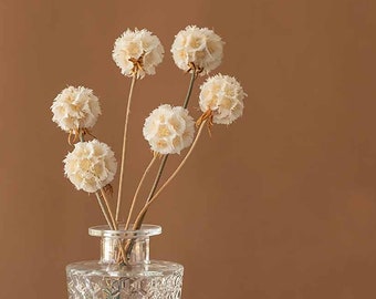 10 stuks gedroogde scabiosa-peul, geconserveerde pristimera-bloemenballen, witte bloemen voor vaas, doe-het-zelfartikelen, woondecoratie, bruiloftsdecor