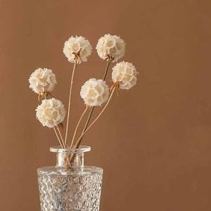 10 pcs dried Scabiosa Pod，preserved Pristimera flowers balls，white flowers for vase，DIY handcraft supply，home decoration，wedding decor