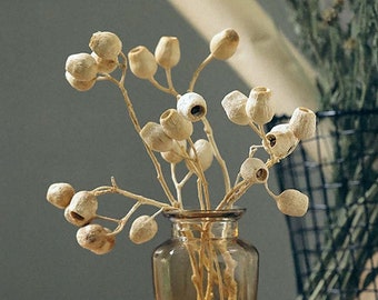 natural pea shooter branches，white fruits  branches，special flowers branches，dried flowers for vase，dry flowers art，home decoration