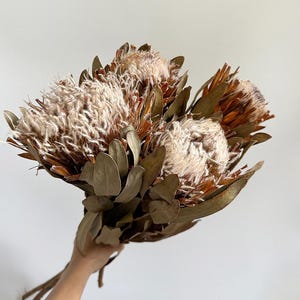 getrocknete Protea Blütenstengel, natürliche Protea Blütenzweige, Trockenblumenarrangements, Vasenfüller, Trockenblumenkunst, Hochzeitsdekor