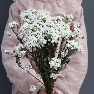 Paquet de prunes blanches séchées, bouquet naturel de fleurs de prunier, composition de fleurs séchées, matériaux de bricolage, décoration de fleurs de mariage
