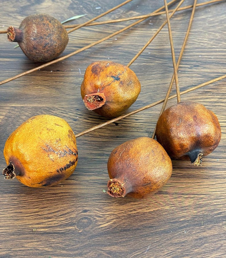 5/10 dried Pomegranate branch，natural fruits，dried flower for vase filler，boho home decor，dry flower arrangement，dry fruits decor，DIY craft image 4