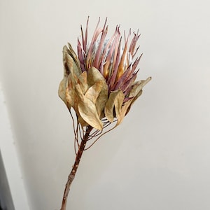 dried protea king flower1 stemsnatural protea stemsdry flower arrangementflower for vase fillingwedding plantfdry flower art image 2