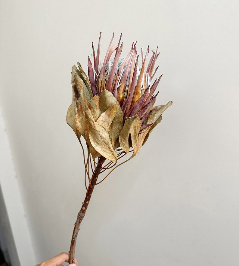 dried protea king flower1 stemsnatural protea stemsdry flower arrangementflower for vase fillingwedding plantfdry flower art image 2