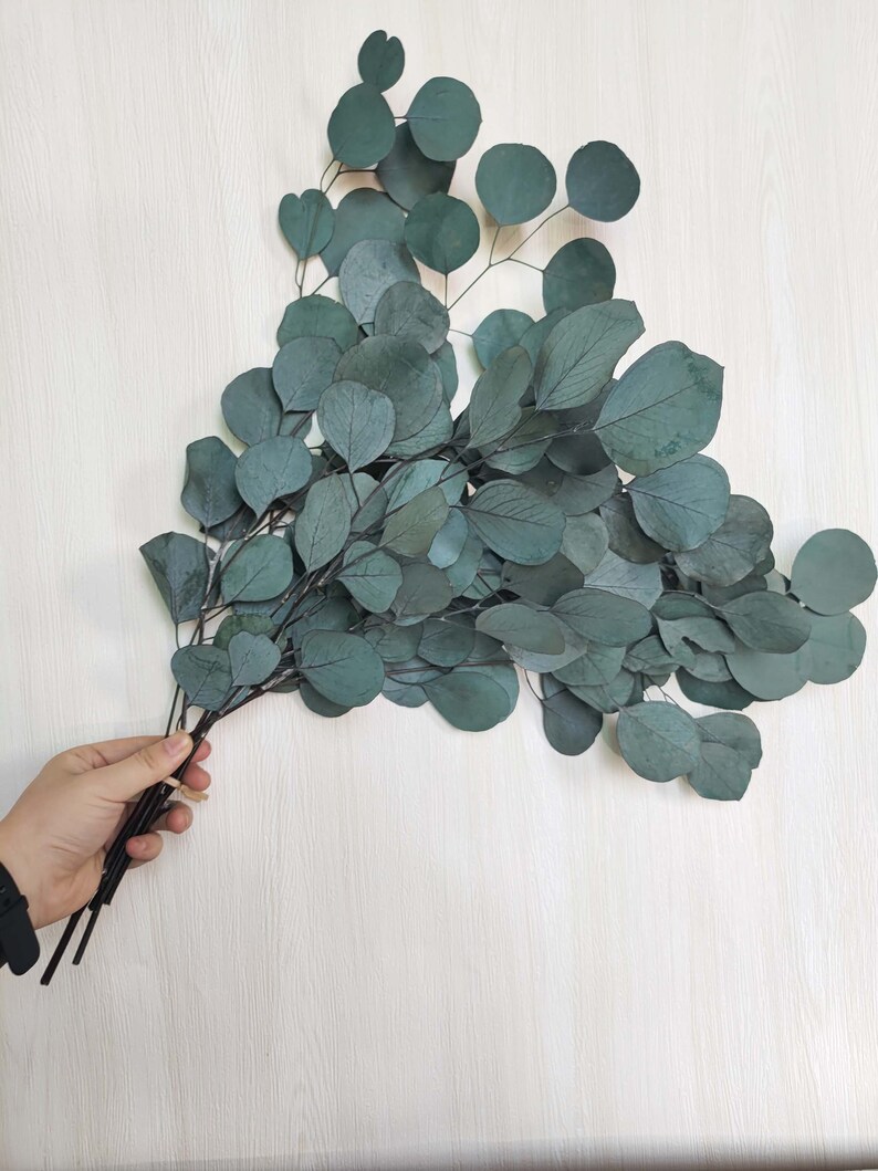 Preserved Silver Dollar Eucalyptus Bundledried Eucalyptus Etsy Canada