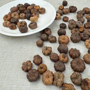 150 st naturligt torkade putkabaljor, minipumpakaljor, gör-det-själv-potpurri, skål-/vasfyllning, borddekoration, höstdekoration, bakgrundsväggdekoration
