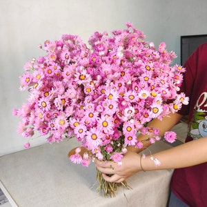 NEW natural pink Rhodanthe  bunch，dried Rhodanthe flower，flower arrangement，DIY craft supply ，vase filling，home wedding flower decor