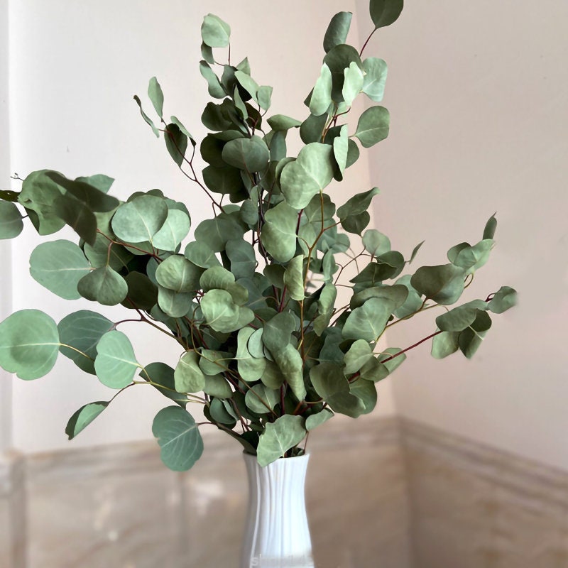 Dried Silver Dollar Eucalyptus, Dried Flowers, Dried Greenery, Dried Leaves