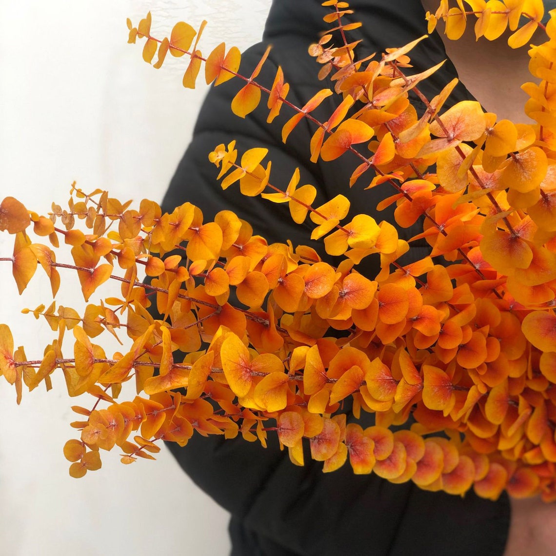 Dried Eucalyptus Branchescolorful Eucalyptus Leavesdried Etsy