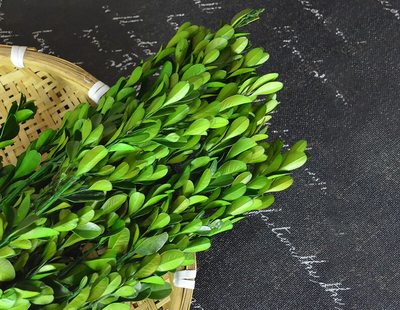 Dried Boxwood Branchesdried Boxwood for Door Wreathsdried Etsy