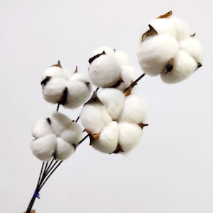 Dry cotton branch 20” talls, handmade cotton, dried flowers, flower arrangements, craft support  wedding cotton, home decor