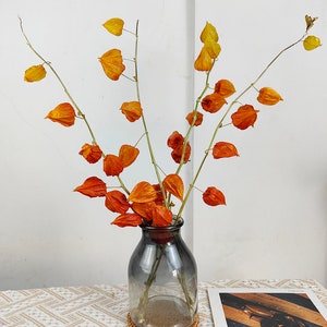 Real Dried Physalis branches，Dried Chinese Lantern Pods，dry flowers for vase filling，fall style decor， home decoration，wedding decor