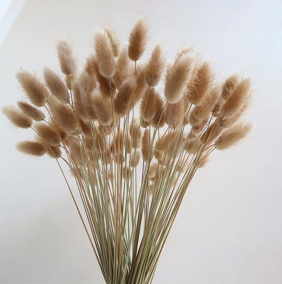 50/100 / 250 Stück Hasenschwänzchen Gras, getrocknetes Lagurusgras, Trockengrasstrauß für Vase, DIY-Handwerksmaterialien, Wohnkultur, Hochzeitsdekor
