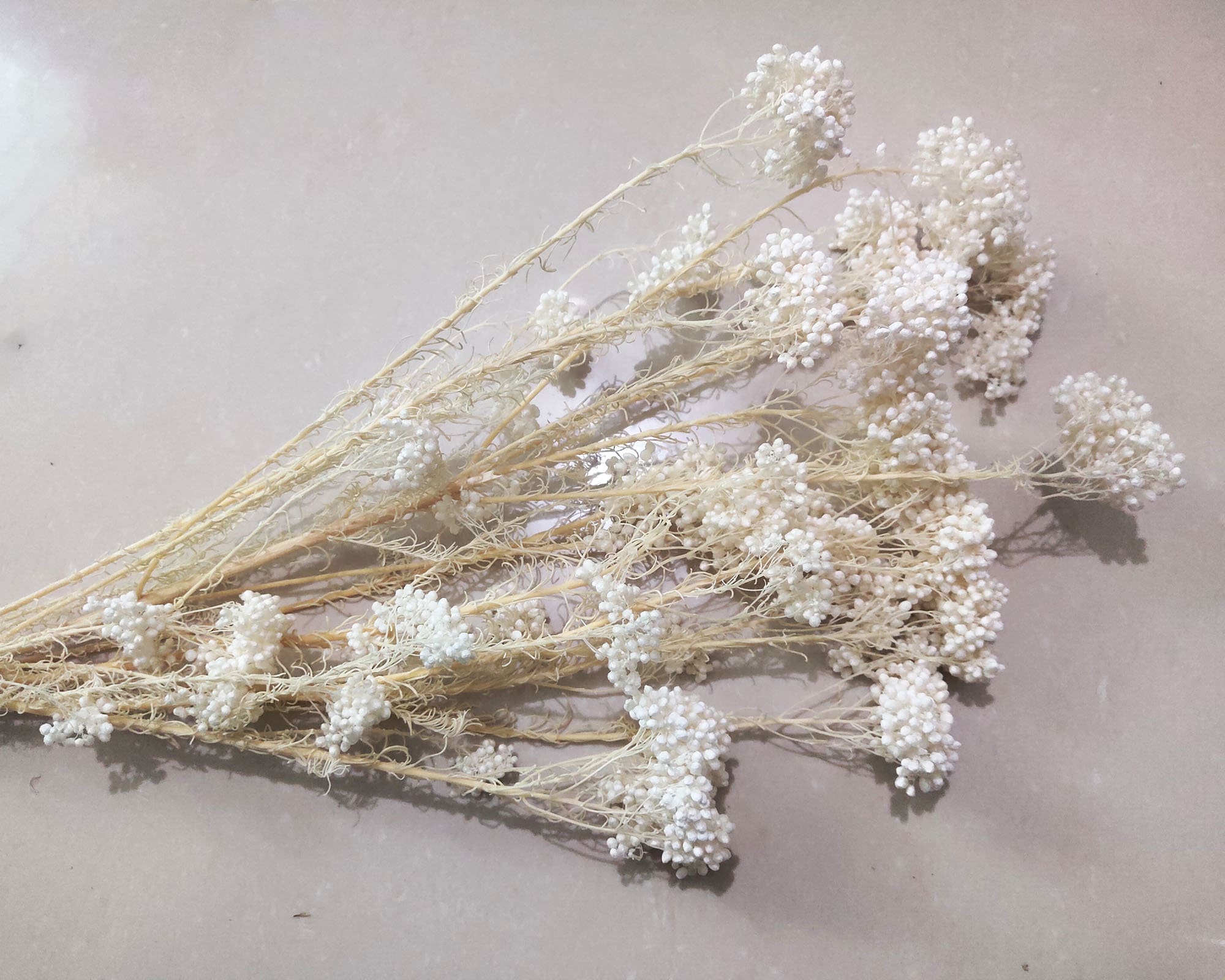 Dry AUS rice flower Preserved Rice Flower dried flowers Etsy