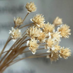 30/60 Stück getrocknete kleine Wildblumen, natürliche Blume, getrocknete Blumenarrangement, DIY Bouquet Materialien, Hochzeit Dekor, DIY Bastelzubehör