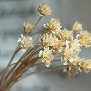 30/60 pcs dried small wild flowers，dried hill daisy，dried flower arrangement，DIY bouquet materials，home wedding decor