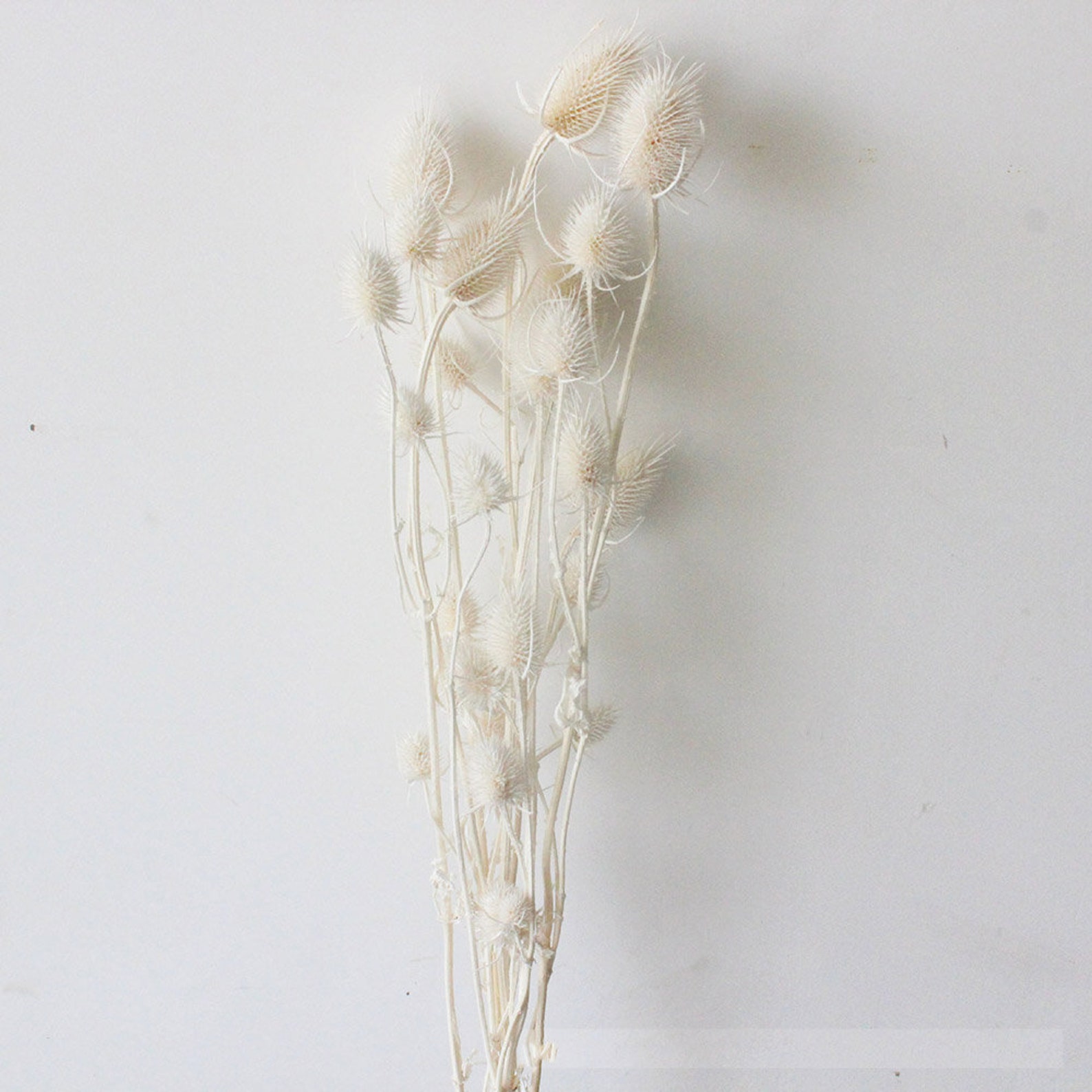 White Lagre Eryngium Bunch Dried Eryngium Flowers Etsy