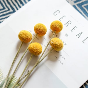 2022 new dried craspedia stemsdried billy balls flowersnatural craspedia flowersdried flowers arrangementflowers for vasewedding decor image 4