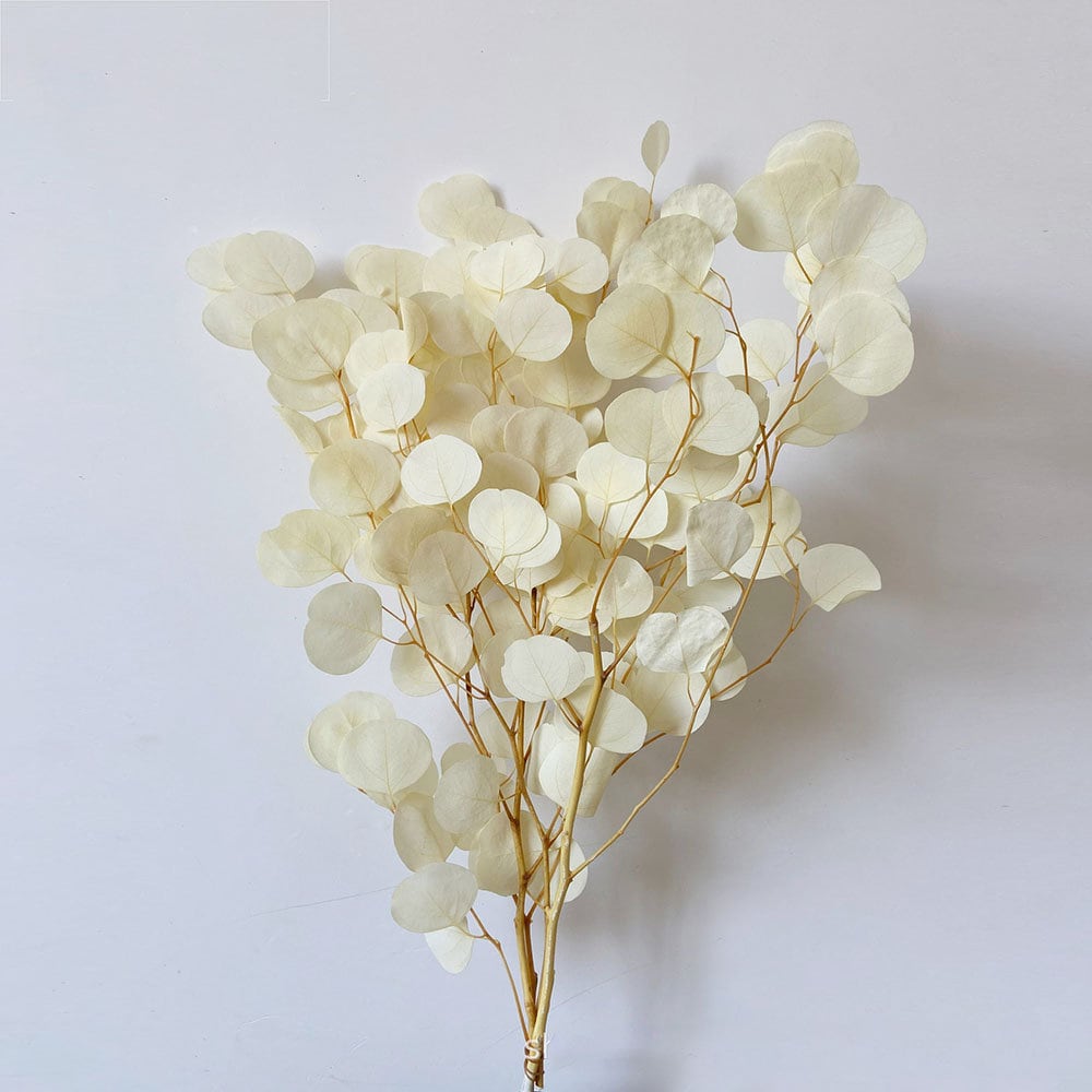 10 Large Dried Lunaria silver dollar money plant flower stems 22 to 28 inches 10 Large Dried Lunaria silver dollar money plant flower stems 22 to 28 inches