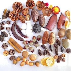 May include: An assortment of natural elements, including pine cones, acorns, seed pods, dried flowers, and cinnamon sticks, arranged on a white surface. The colors range from browns and tans to hints of red and yellow, creating a rustic aesthetic.