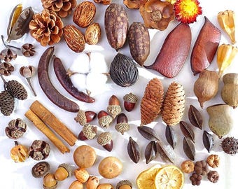 15 soorten gedroogde bloemmaterialen，Natuurlijke doe-het-zelfbenodigdheden，Huisdecoratie，DIY handgemaakte materialen，Ambacht van gedroogde boszaaddozen