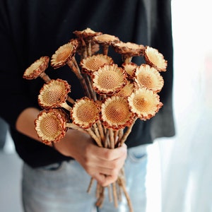 2 /5/10 natural protea branches，dried protea rosette，dried flowers arrangement，dry flowers for vase，home decor，wedding flowers decor