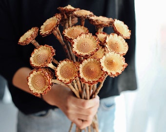 May include: A bouquet of dried flowers in shades of brown and beige. The flowers have a unique, spiky texture and are arranged in a loose, natural style.