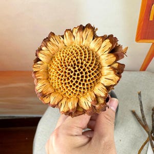2/5 natural protea rosette stem，dry protea flower，dried flower arrangement，rustic flower，for vase，home decor，wedding flower decor，DIY floral