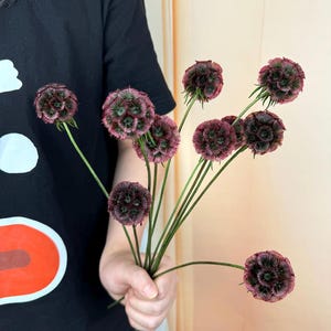 10 pcs Retro Purple Scabiosa Pod,dried natural flowers balls，Vase filling, home decor, dried flower arrangement, centerpiece，  wedding decor