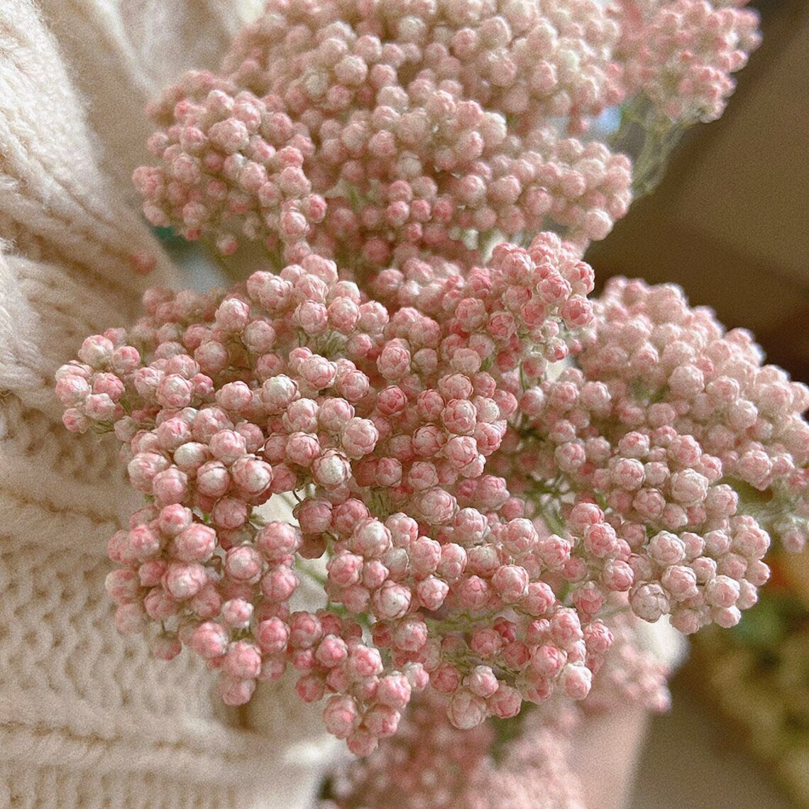 AUS Rice Flowers Bouquetdried Flowers Bouquetdried Floral Etsy