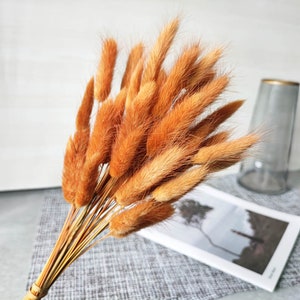 dark orange lagurus grassdried bunny tails grass bundlegrass bouquet for vase DIY craft supportwedding grass decor image 2