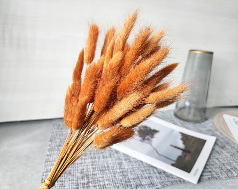 dark orange lagurus grassdried bunny tails grass bundlegrass bouquet for vase DIY craft supportwedding grass decor image 2