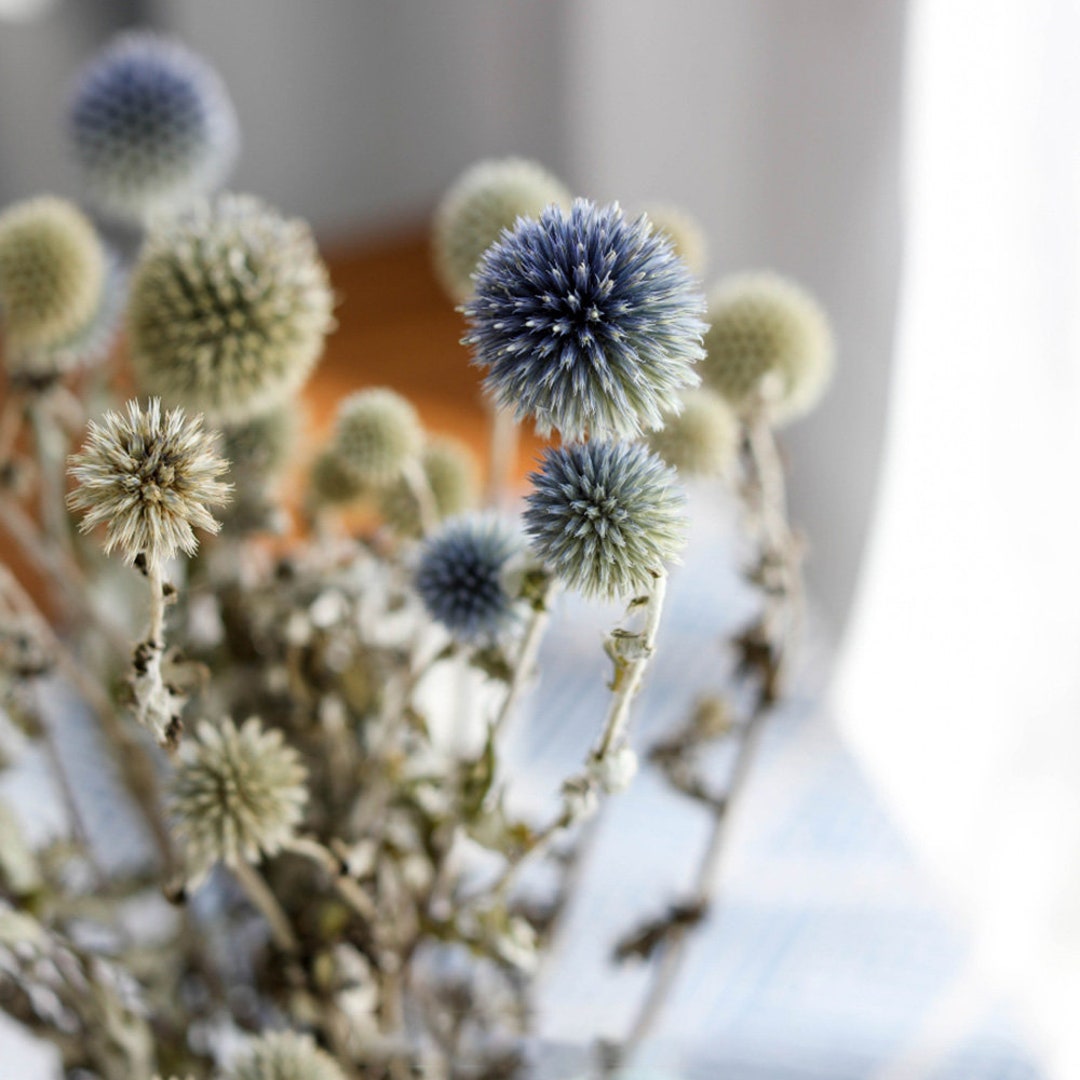 Natural Eryngium Balls dried Flowers Ballsdried Flowers Etsy