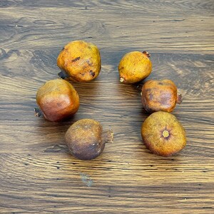 5/10 dried Pomegranate branch，natural fruits，dried flower for vase filler，boho home decor，dry flower arrangement，dry fruits decor，DIY craft image 6