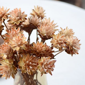 Op de afbeelding: Een boeket gedroogde bloemen in tinten bruin en beige. De bloemen hebben een delicate, vederachtige textuur en zijn in een vaas gerangschikt.