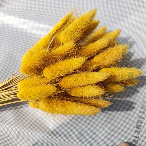 dark Mustard yellow bunny tails bouquet，natural dried lagurus ovatus grass， dried flowers arrangement，craft materials。home  wedding decor