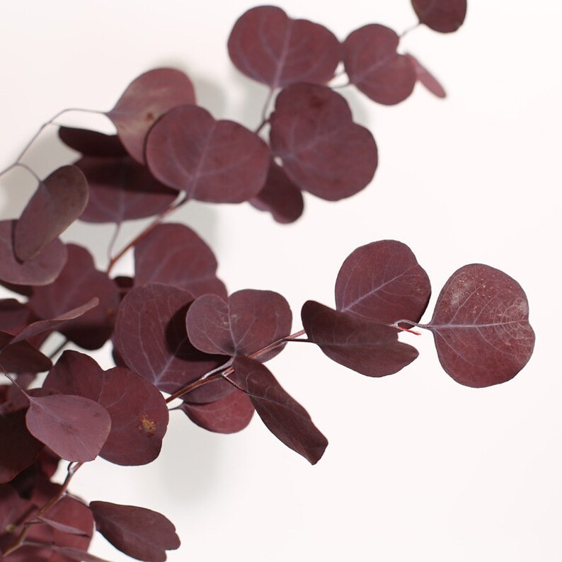 Dried Eucalyptus Branchespermanent Large Leaf Eucalyptus Etsy