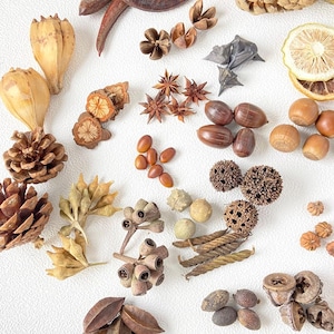 Peut inclure: Divers éléments naturels séchés, tels que des pommes de pin, de la badiane, des glands, des gousses de graines et des tranches d'agrumes séchées. Les éléments sont de différentes nuances de marron, beige et beige clair, disposés sur une surface blanche.