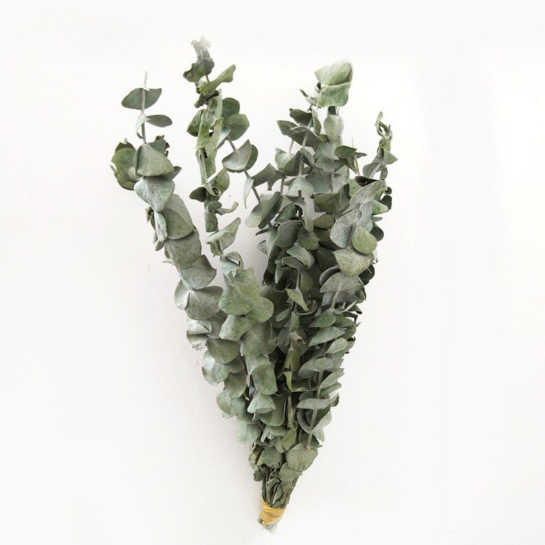 Dried Eucalyptus Brancheseucalyptus Branches for Dried Floral Etsy